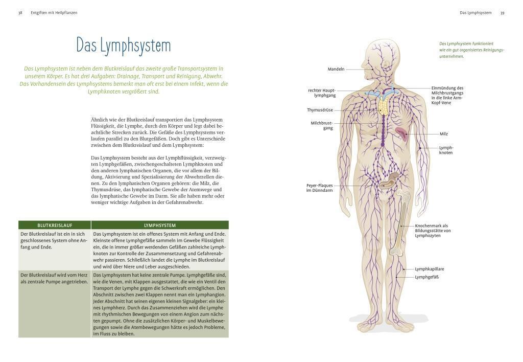 Bild: 9783818614515 | Entgiften mit Heilpflanzen | Michaela Girsch | Taschenbuch | Deutsch