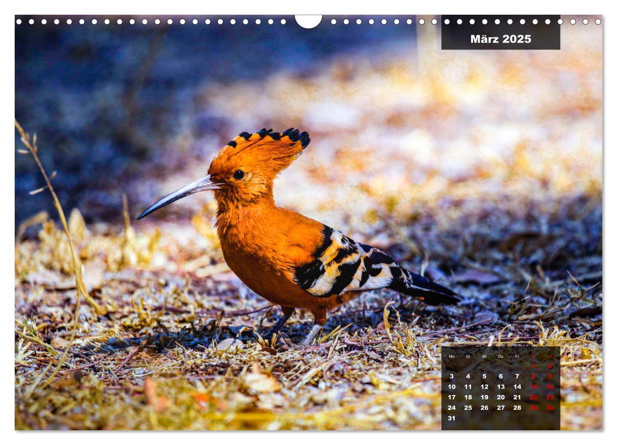 Bild: 9783435030613 | Die bunte Vogelwelt im Kruger National Park (Wandkalender 2025 DIN...