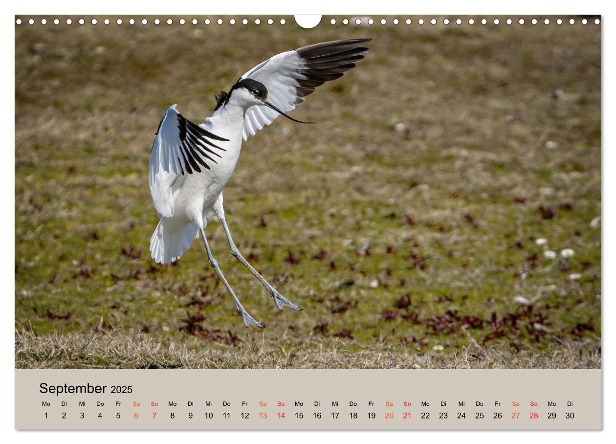 Bild: 9783435118410 | Limikolen - Watvögel am norddeutschen Wattenmeer (Wandkalender 2025...