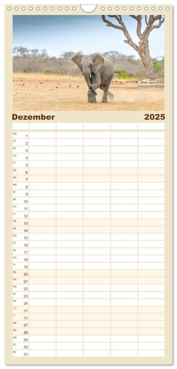 Bild: 9783457108970 | Familienplaner 2025 - Babyelefanten mit 5 Spalten (Wandkalender, 21...