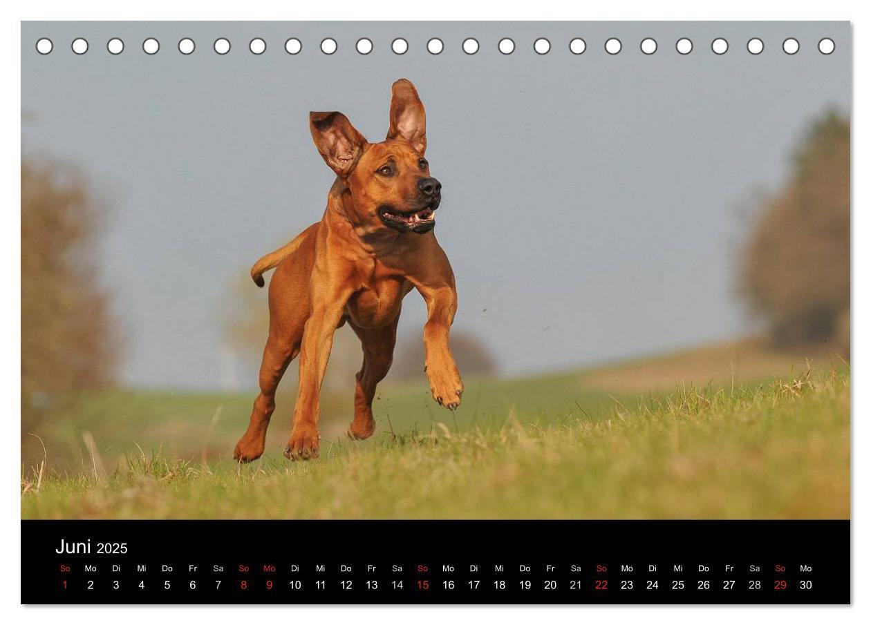 Bild: 9783435758890 | Rhodesian Ridgeback 2025 (Tischkalender 2025 DIN A5 quer), CALVENDO...