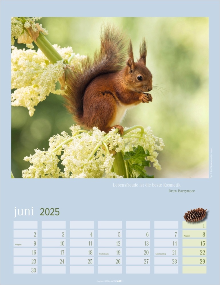 Bild: 9783839900758 | Eichhörnchen Kalender 2025 | Kalender | Spiralbindung | 14 S. | 2025