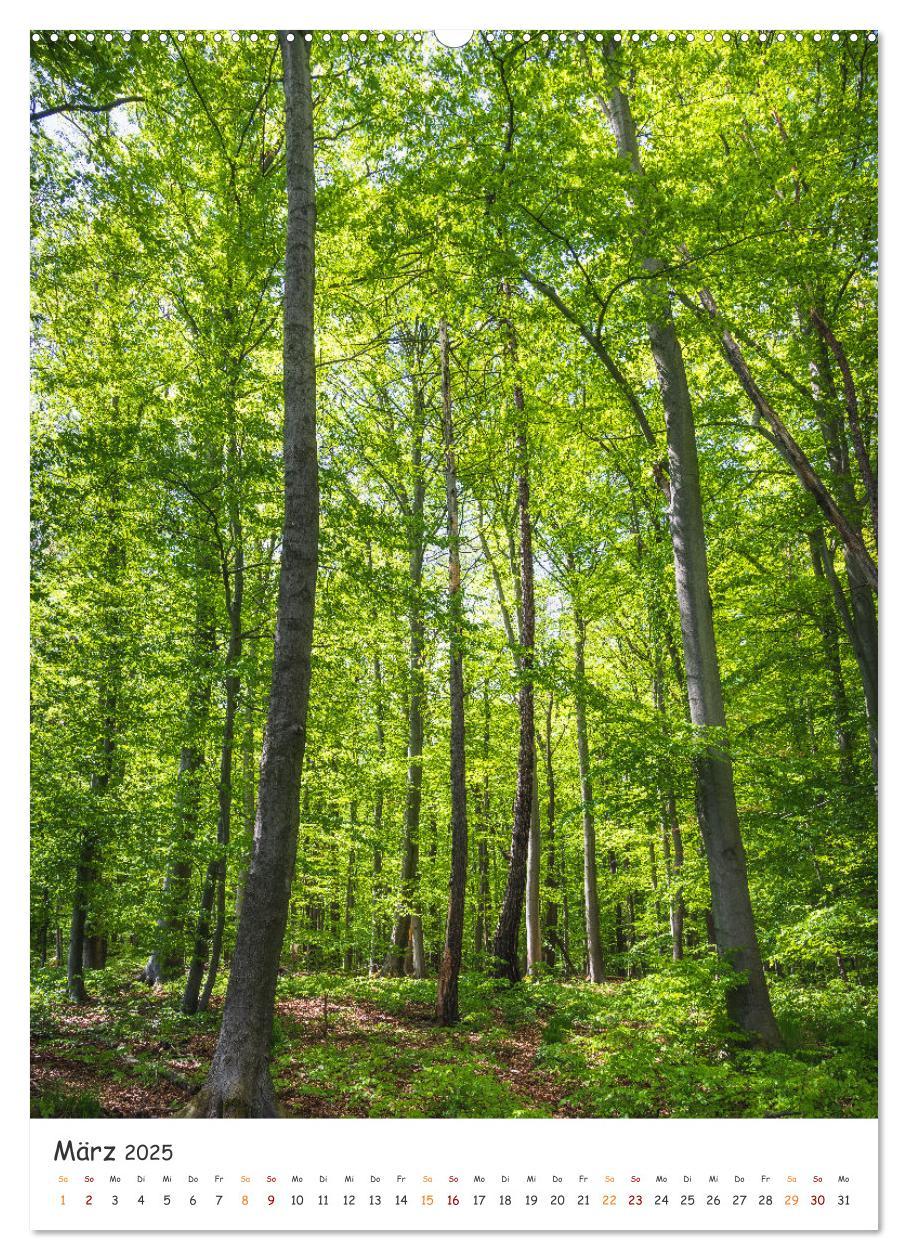 Bild: 9783435882700 | Bäume im Harz (Wandkalender 2025 DIN A2 hoch), CALVENDO Monatskalender