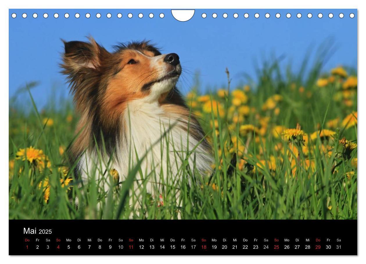 Bild: 9783435752720 | Shelties 2025 (Wandkalender 2025 DIN A4 quer), CALVENDO Monatskalender