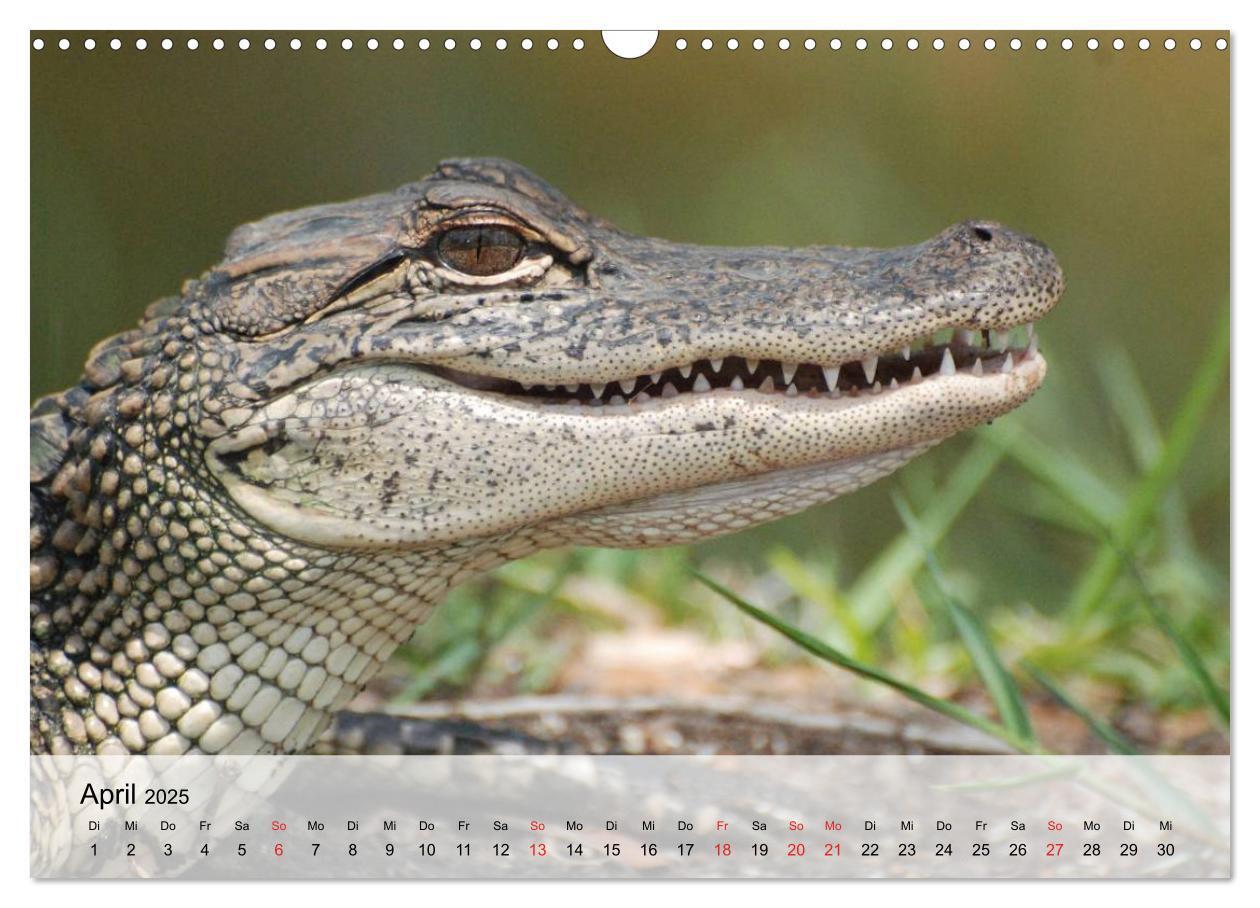 Bild: 9783435600878 | Große Echsen. Krokodile und Alligatoren (Wandkalender 2025 DIN A3...