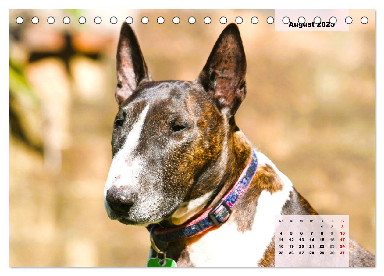 Bild: 9783383946813 | Bullterrier. Freudiges Wesen und Charakter (Tischkalender 2025 DIN...