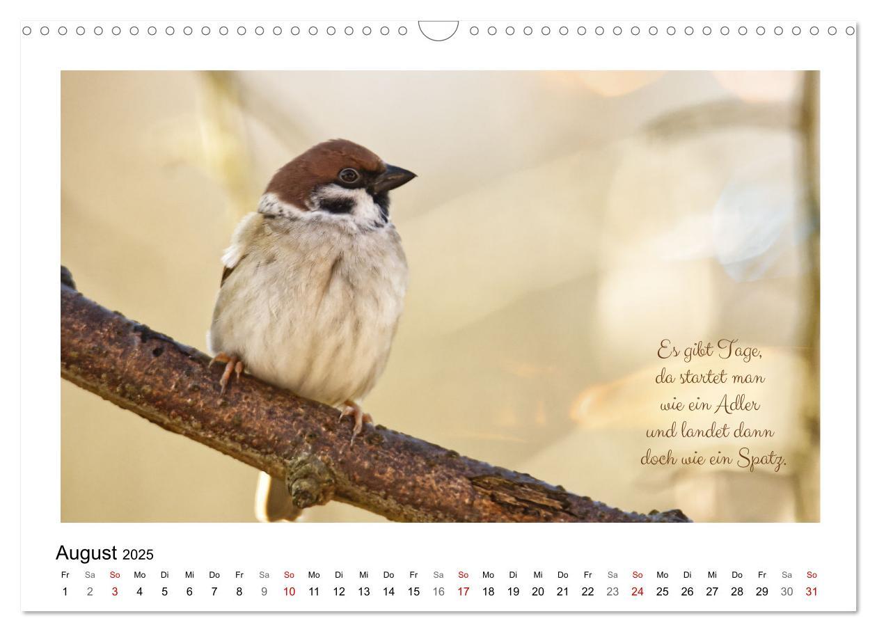 Bild: 9783383972850 | Vögel und geflügelte Worte (Wandkalender 2025 DIN A3 quer),...