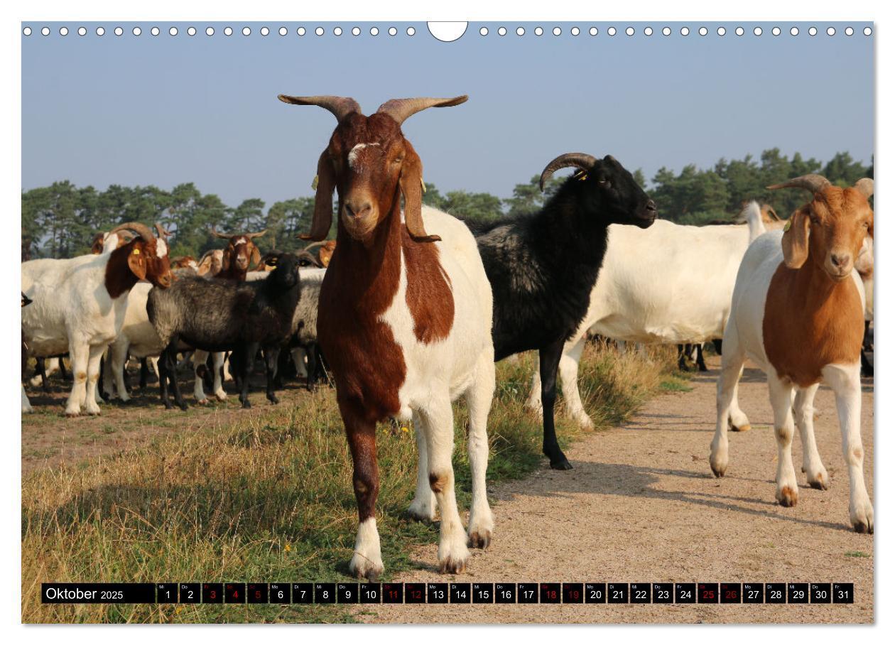 Bild: 9783383969638 | Heidschnucken und Ziegen die tierischen Landschaftspfleger der...