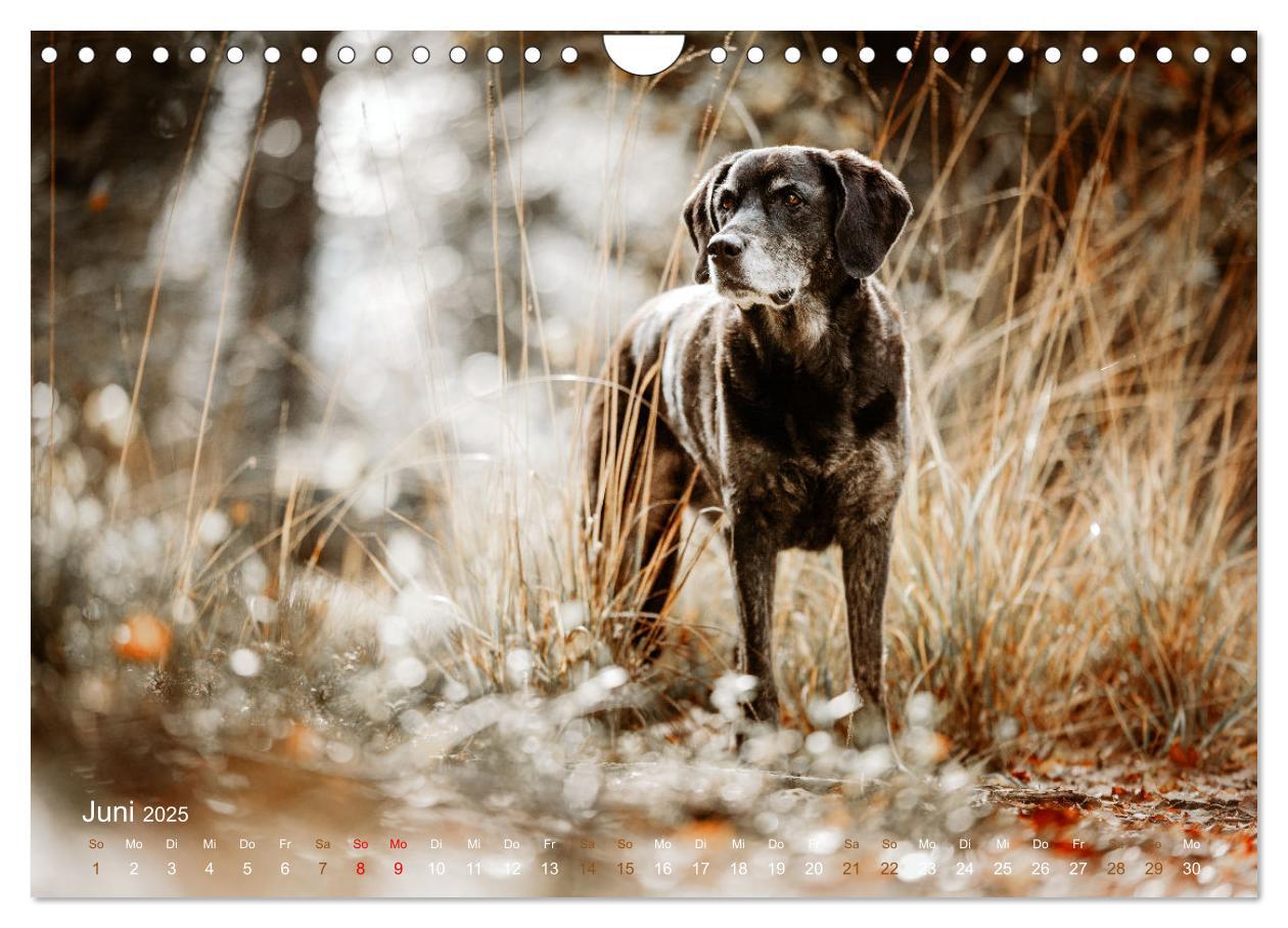 Bild: 9783435018796 | Verzauberung Labrador Retriever 2025 (Wandkalender 2025 DIN A4...