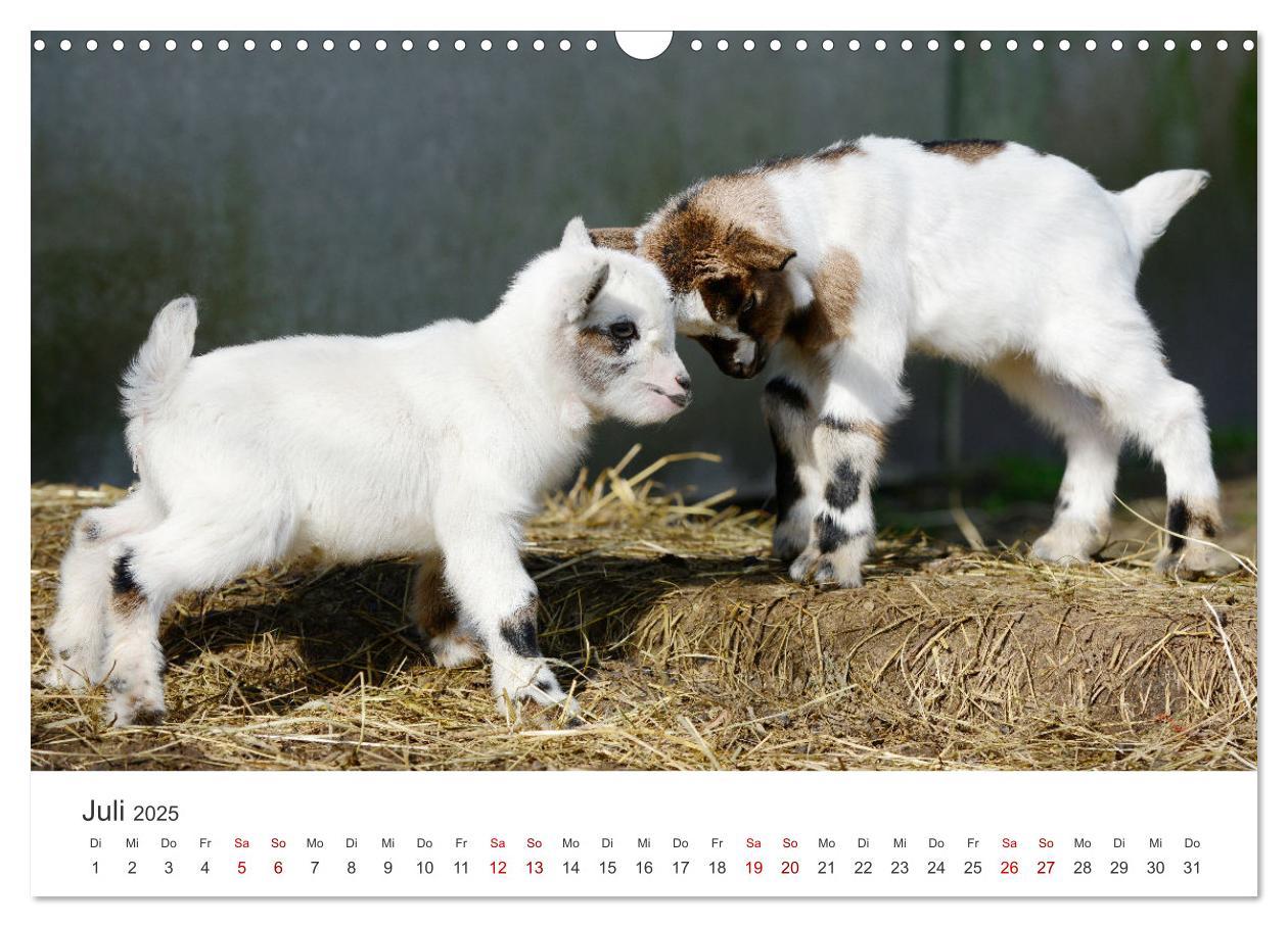 Bild: 9783435053643 | Ziegenkinder (Wandkalender 2025 DIN A3 quer), CALVENDO Monatskalender