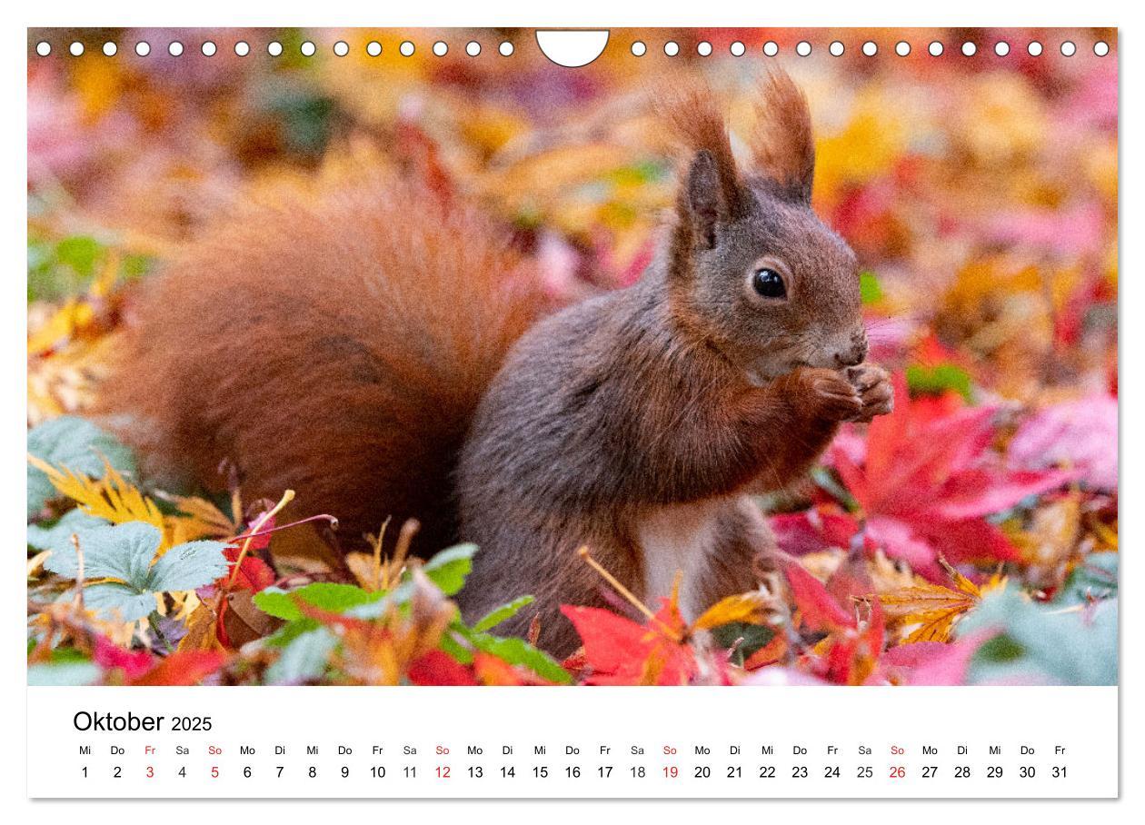 Bild: 9783435584390 | Eichhörnchen - Kleine Kobolde im Roten Pelz (Wandkalender 2025 DIN...