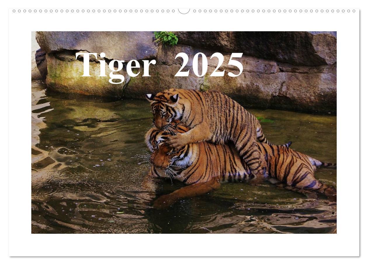 Cover: 9783435754298 | Tiger 2025 (Wandkalender 2025 DIN A2 quer), CALVENDO Monatskalender