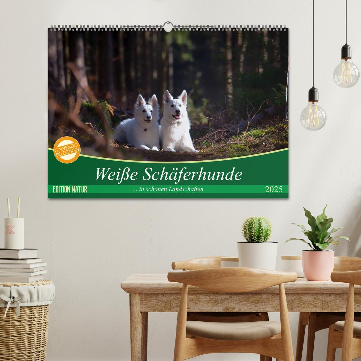 Bild: 9783435415045 | Weiße Schäferhunde in schönen Landschaften (Wandkalender 2025 DIN...