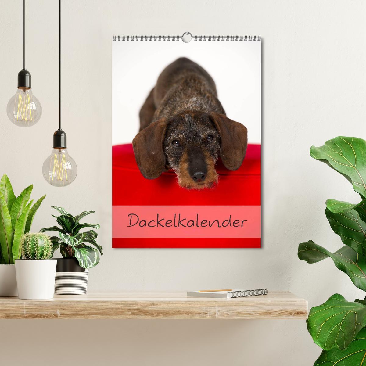 Bild: 9783457064672 | Dackel (Wandkalender 2025 DIN A3 hoch), CALVENDO Monatskalender | 2025