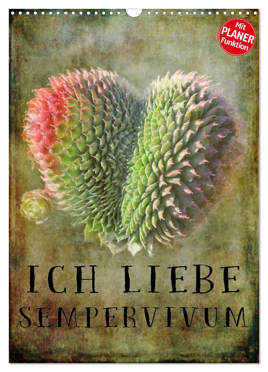 Cover: 9783457021675 | Ich liebe Sempervivum (Wandkalender 2025 DIN A3 hoch), CALVENDO...