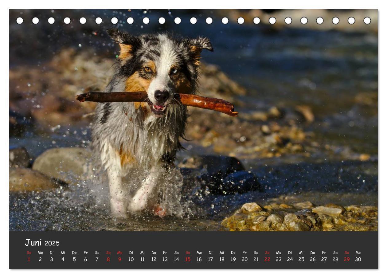 Bild: 9783435581344 | Australian Shepherd - Augenblicke (Tischkalender 2025 DIN A5 quer),...