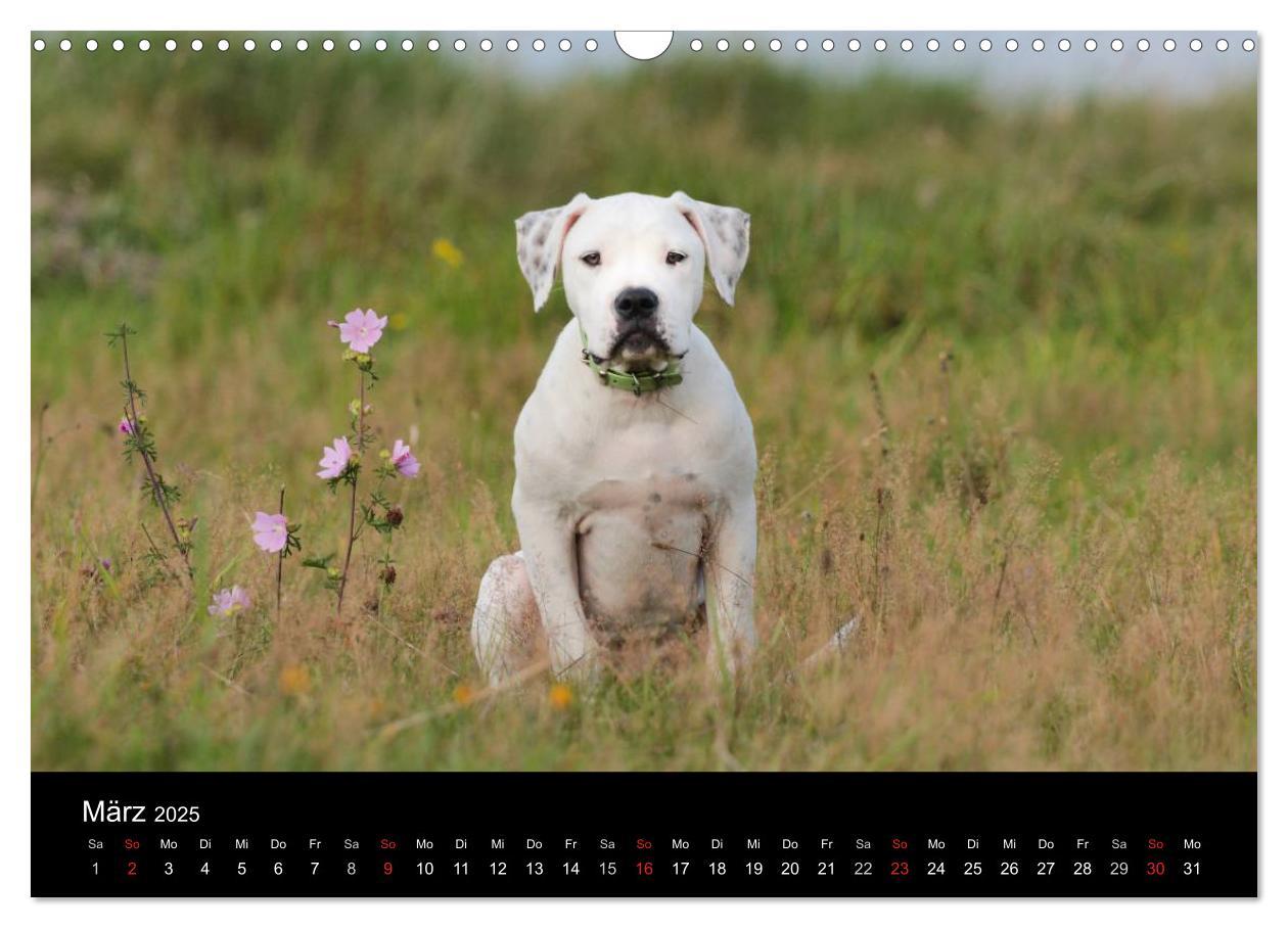 Bild: 9783435656240 | American Bulldog - stolz, loyal, einzigartig (Wandkalender 2025 DIN...