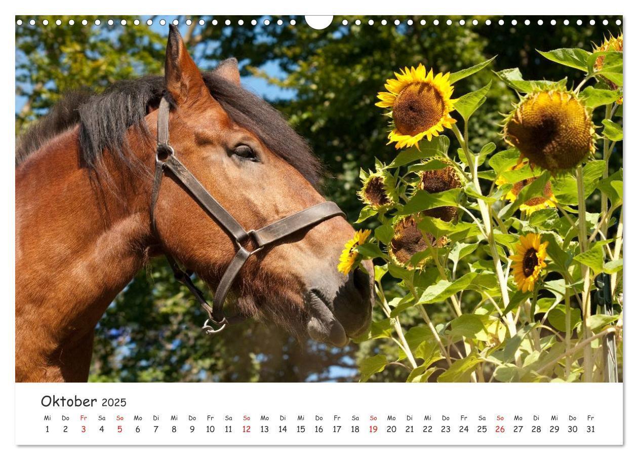 Bild: 9783435512355 | Kaltblut - schwere Pferde mit Herz (Wandkalender 2025 DIN A3 quer),...