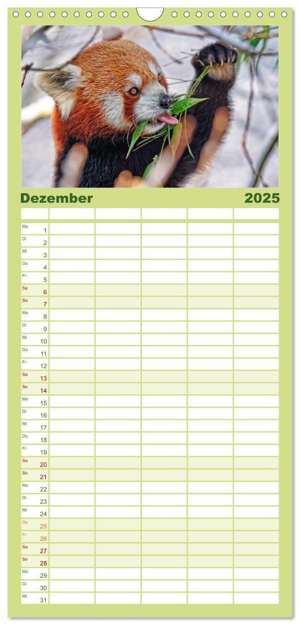 Bild: 9783457117071 | Familienplaner 2025 - Kleiner Panda mit 5 Spalten (Wandkalender, 21...