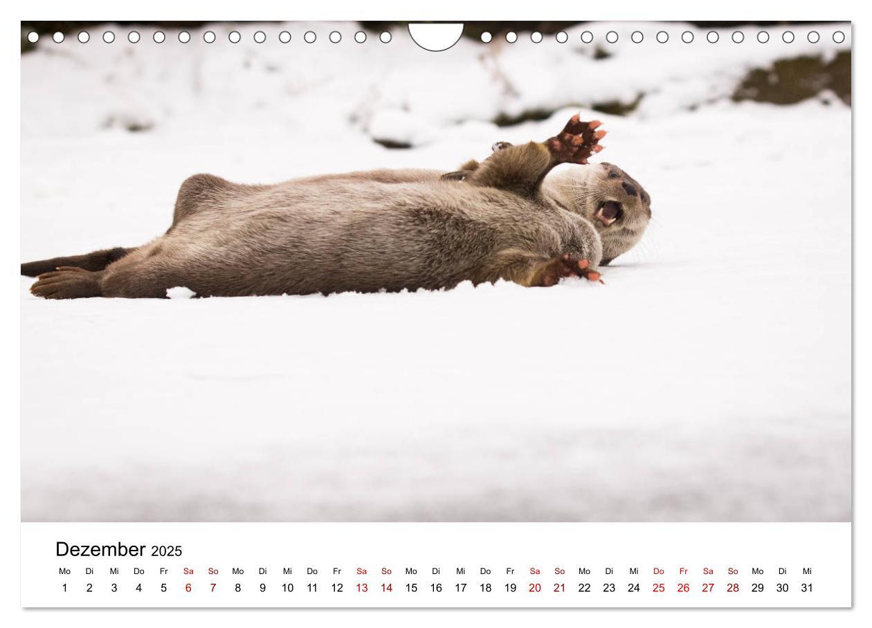 Bild: 9783435380053 | Otter - Jäger an Flüssen und Seen (Wandkalender 2025 DIN A4 quer),...