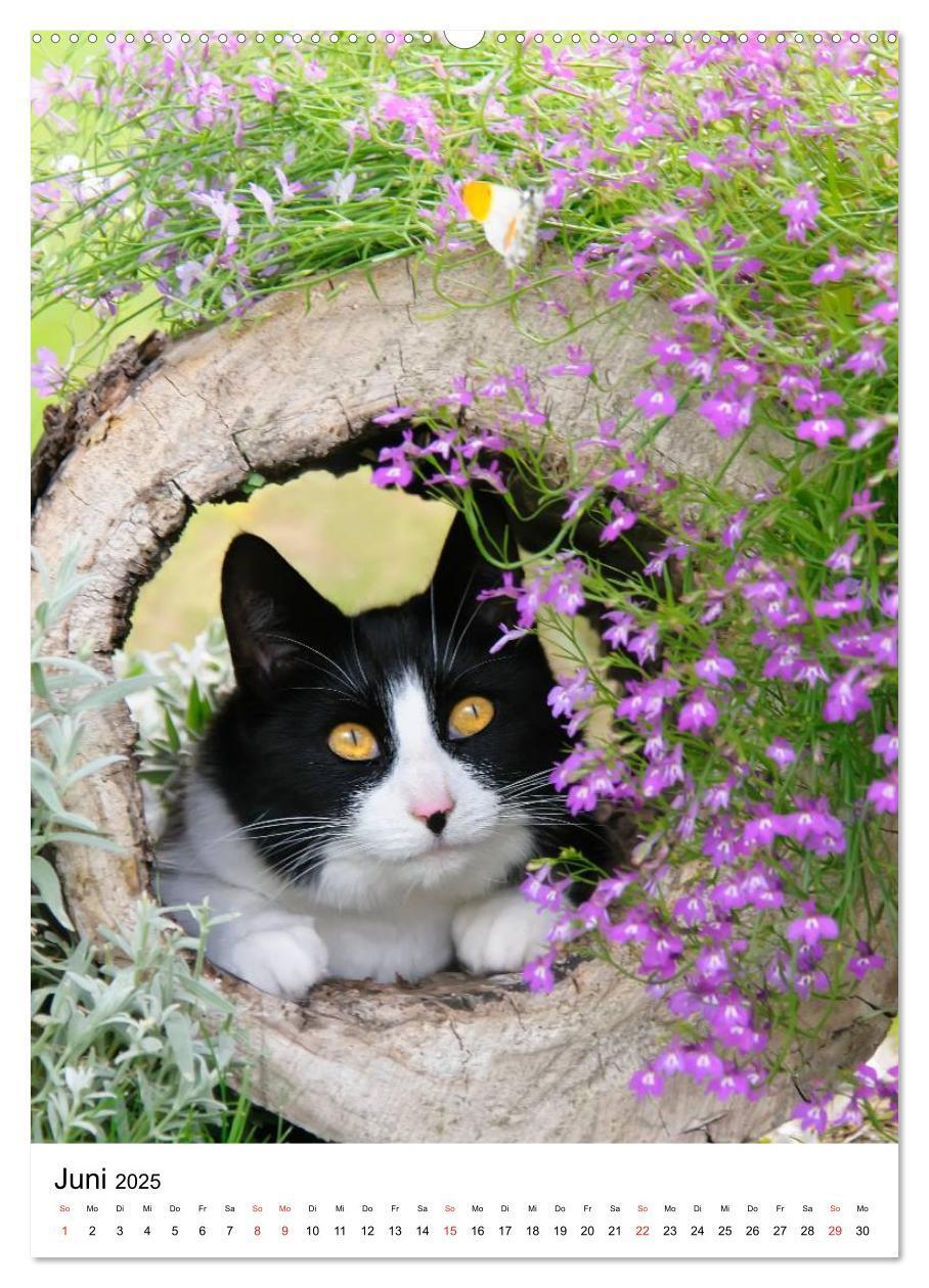 Bild: 9783457085950 | COUNTRY CATS (Wandkalender 2025 DIN A2 hoch), CALVENDO Monatskalender