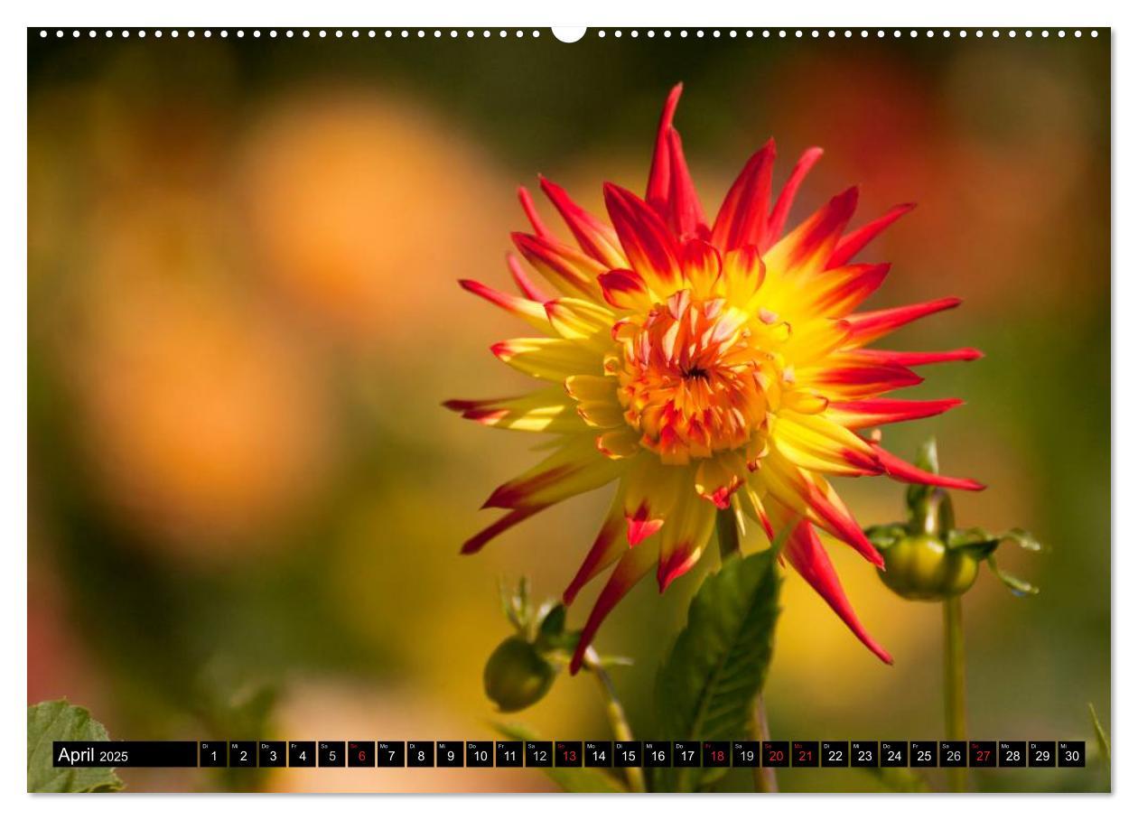 Bild: 9783435663316 | Dahlia - Dahlien (Wandkalender 2025 DIN A2 quer), CALVENDO...