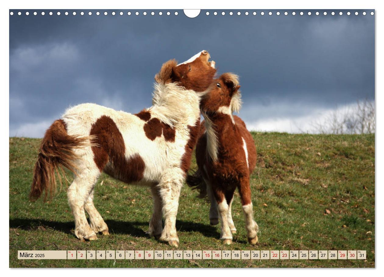 Bild: 9783435367023 | Ponys, die starken Persönlichkeiten (Wandkalender 2025 DIN A3...