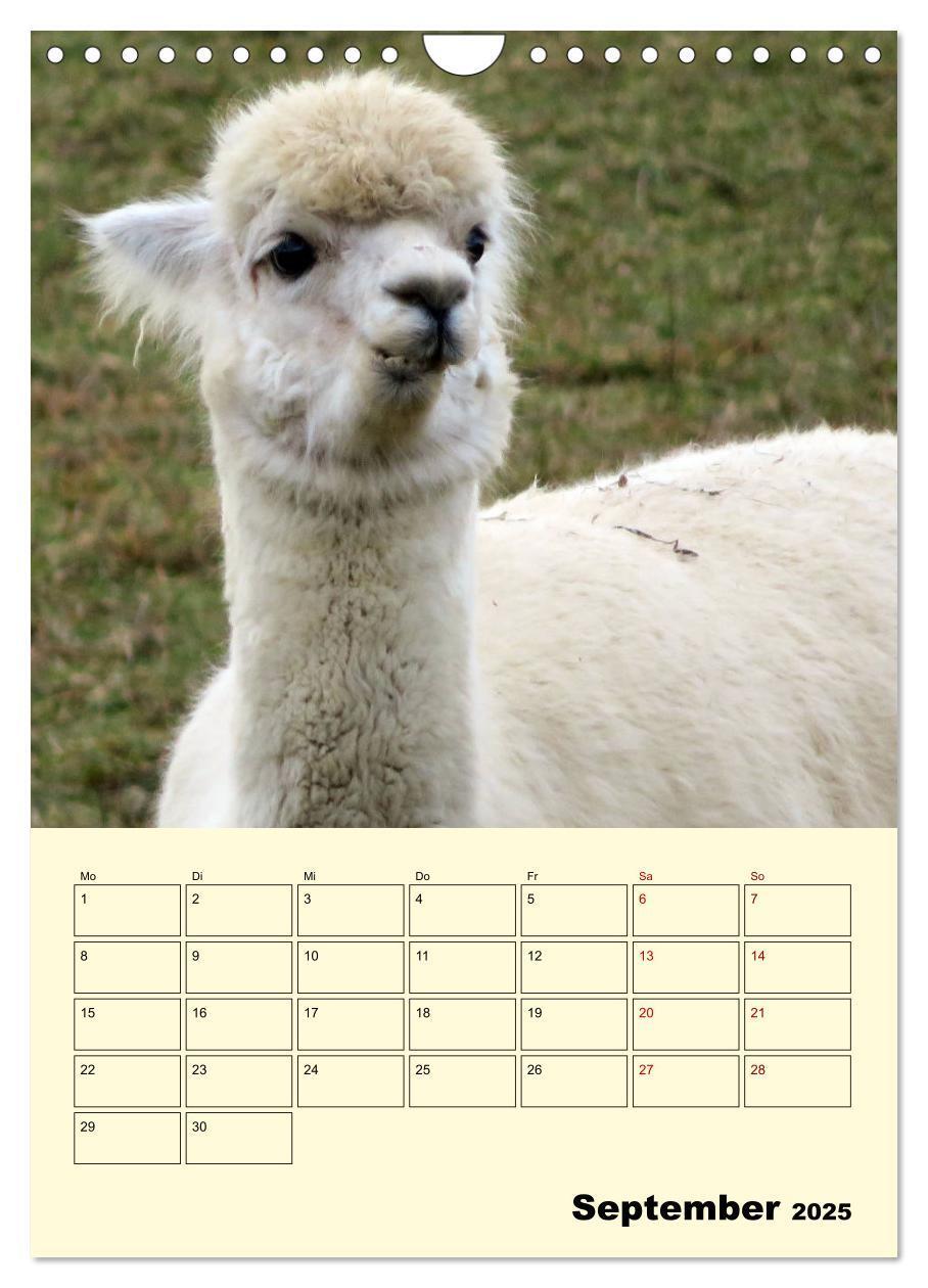 Bild: 9783435962839 | Alpakas erleben (Wandkalender 2025 DIN A4 hoch), CALVENDO...