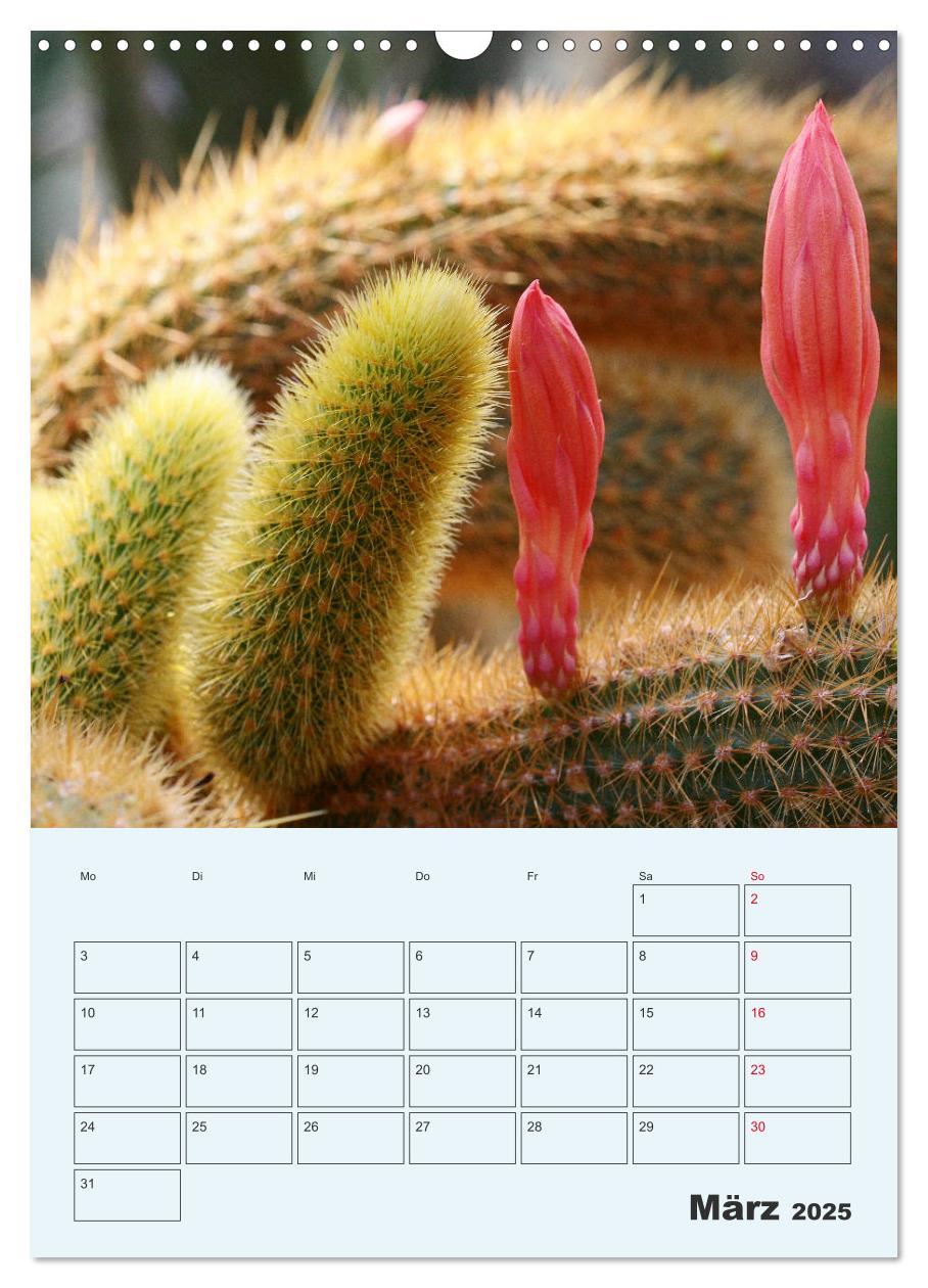 Bild: 9783435969685 | Wehrhafte Sukkulenten (Wandkalender 2025 DIN A3 hoch), CALVENDO...