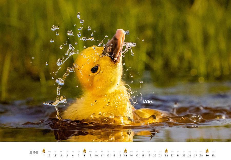 Bild: 9783966648349 | Tierkinder auf dem Bauernhof Kalender 2025 | J. -L. Klein (u. a.)