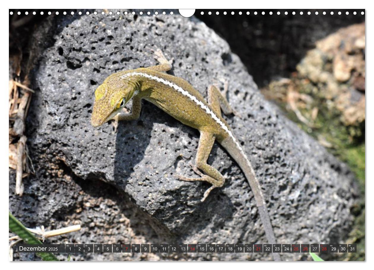 Bild: 9783435793099 | Wilde Fauna - Reptilien (Wandkalender 2025 DIN A3 quer), CALVENDO...