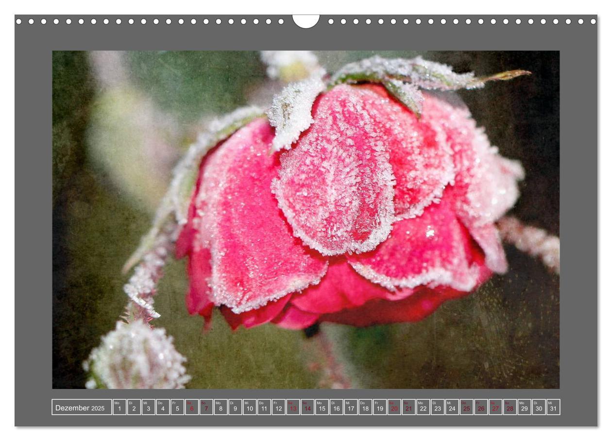 Bild: 9783435835409 | Blumen für dich (Wandkalender 2025 DIN A3 quer), CALVENDO...