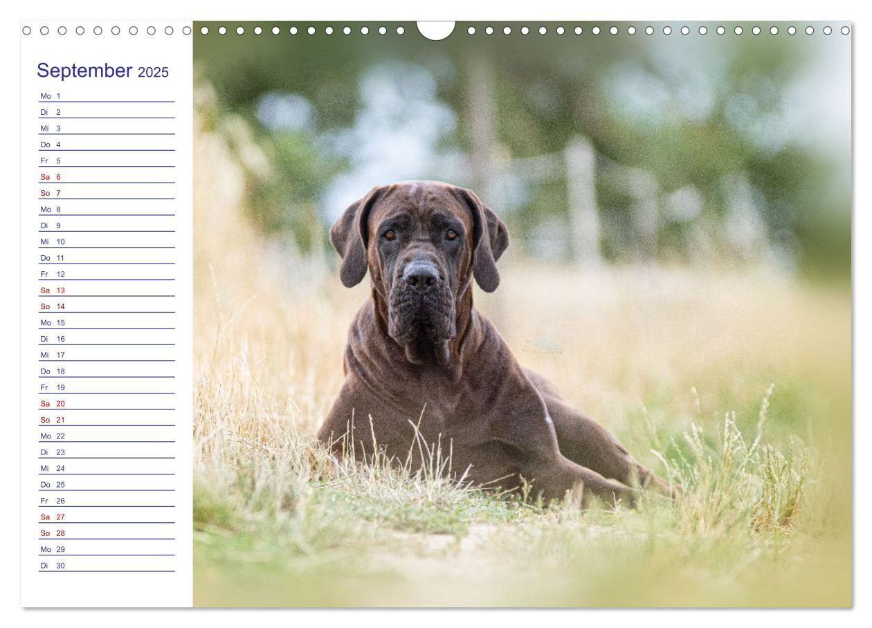 Bild: 9783435101900 | Japans Seelenhunde (Wandkalender 2025 DIN A3 quer), CALVENDO...