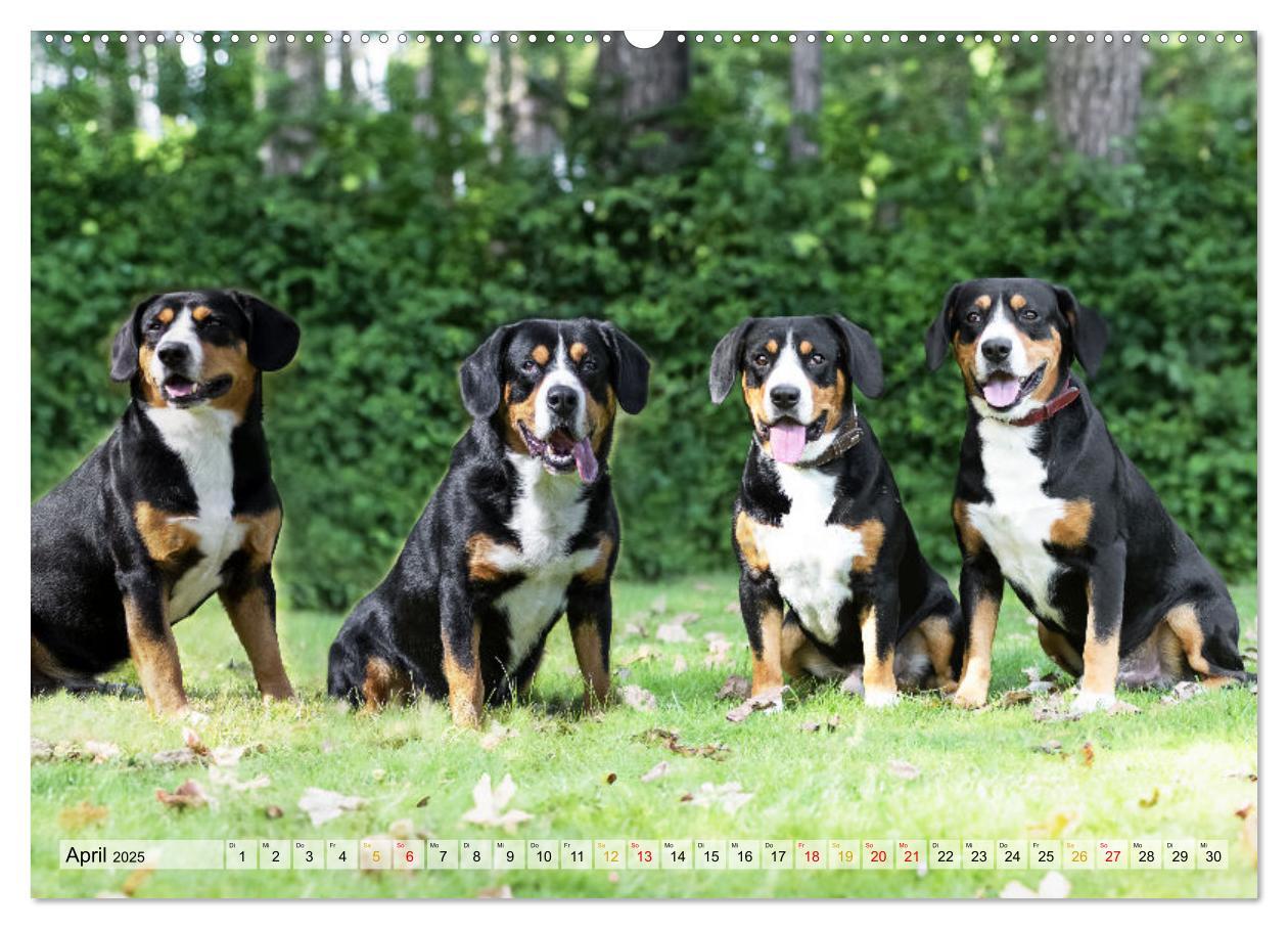 Bild: 9783457198971 | Entlebucher - Temperamentvolle Schweizer Sennenhunde (Wandkalender...