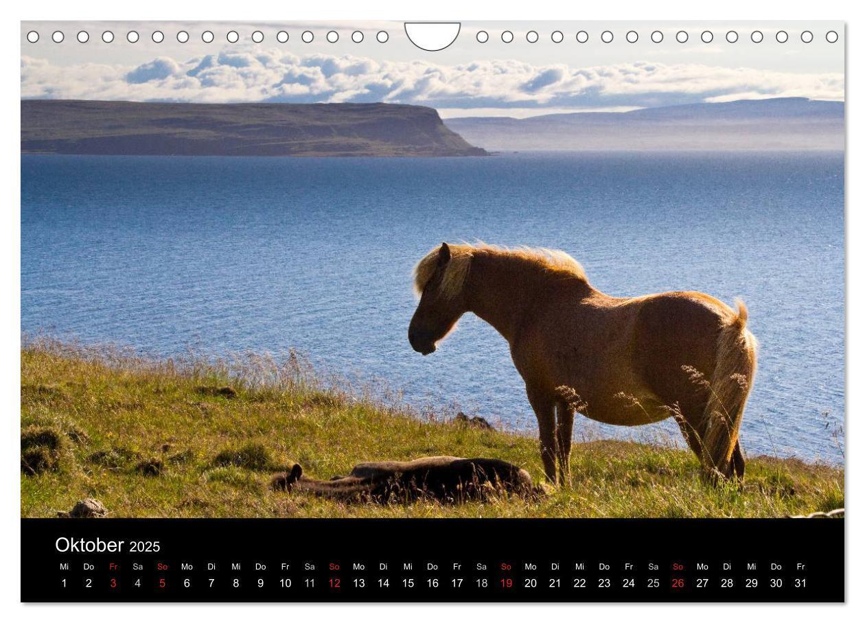 Bild: 9783435831739 | Islandpferde (Wandkalender 2025 DIN A4 quer), CALVENDO Monatskalender