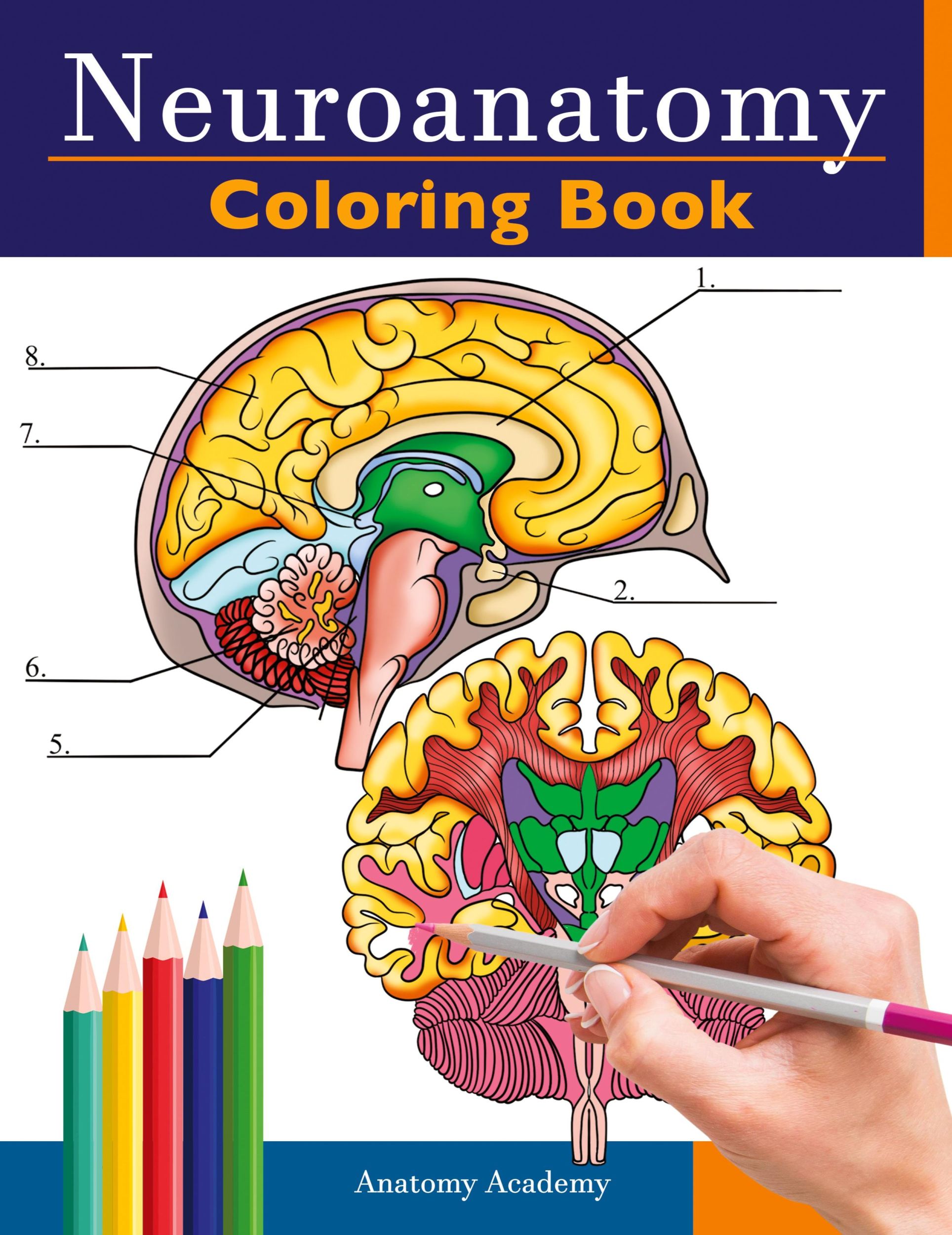 Cover: 9781838188610 | Neuroanatomy Coloring Book | Anatomy Academy | Taschenbuch | Englisch