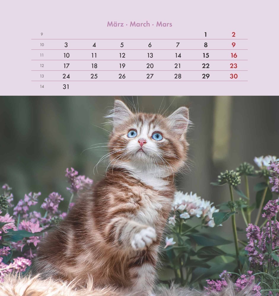 Bild: 4251732342296 | Alpha Edition - Schmusekatzen 2025 Postkartenkalender, 16x17cm,...