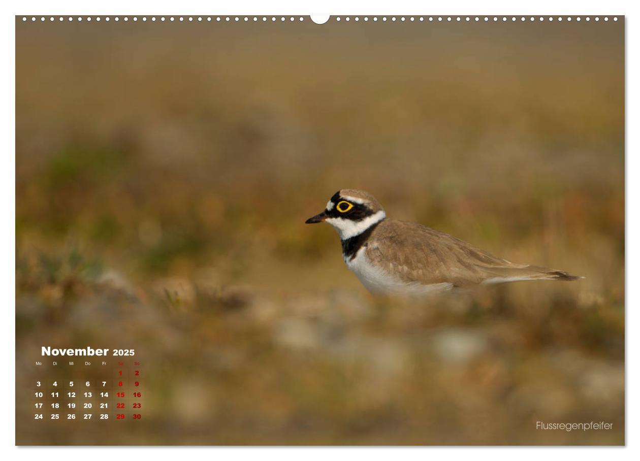 Bild: 9783435379392 | Wattvögel an der Friesischen IJsselmeerküste (Wandkalender 2025 DIN...