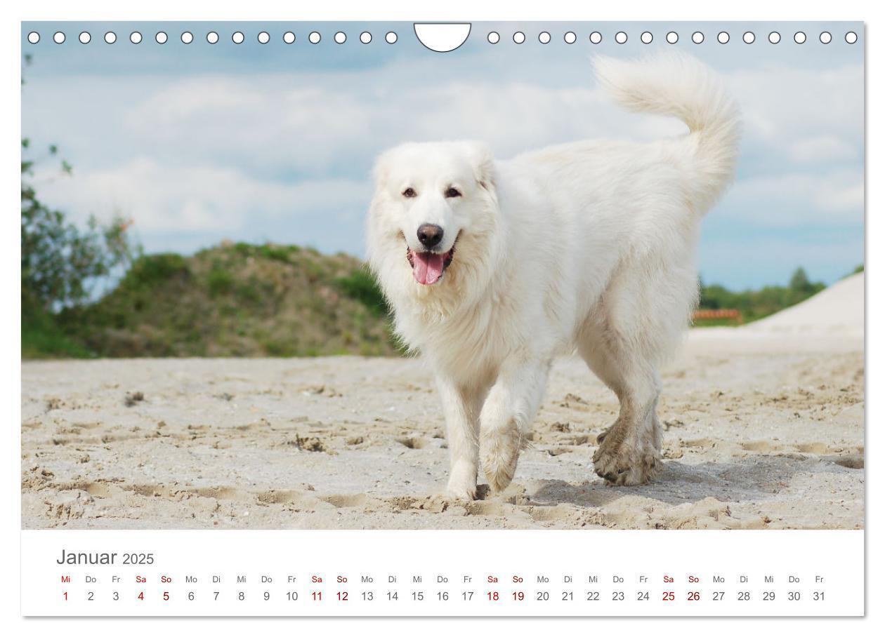 Bild: 9783435055098 | Pyrenäenberghunde (Wandkalender 2025 DIN A4 quer), CALVENDO...