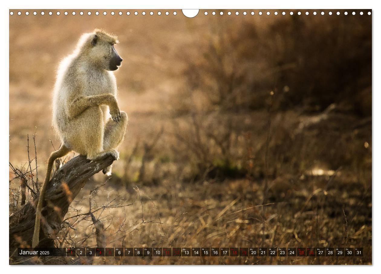 Bild: 9783435424030 | Safari in Tansania (Wandkalender 2025 DIN A3 quer), CALVENDO...