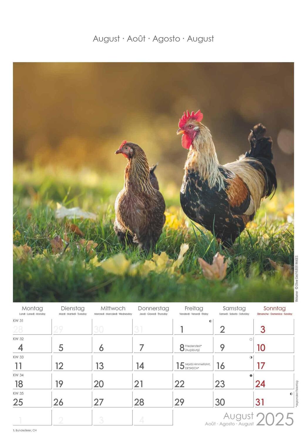 Bild: 4251732344351 | Hühner 2025 - Bildkalender 23,7x34 cm - Kalender mit Platz für...