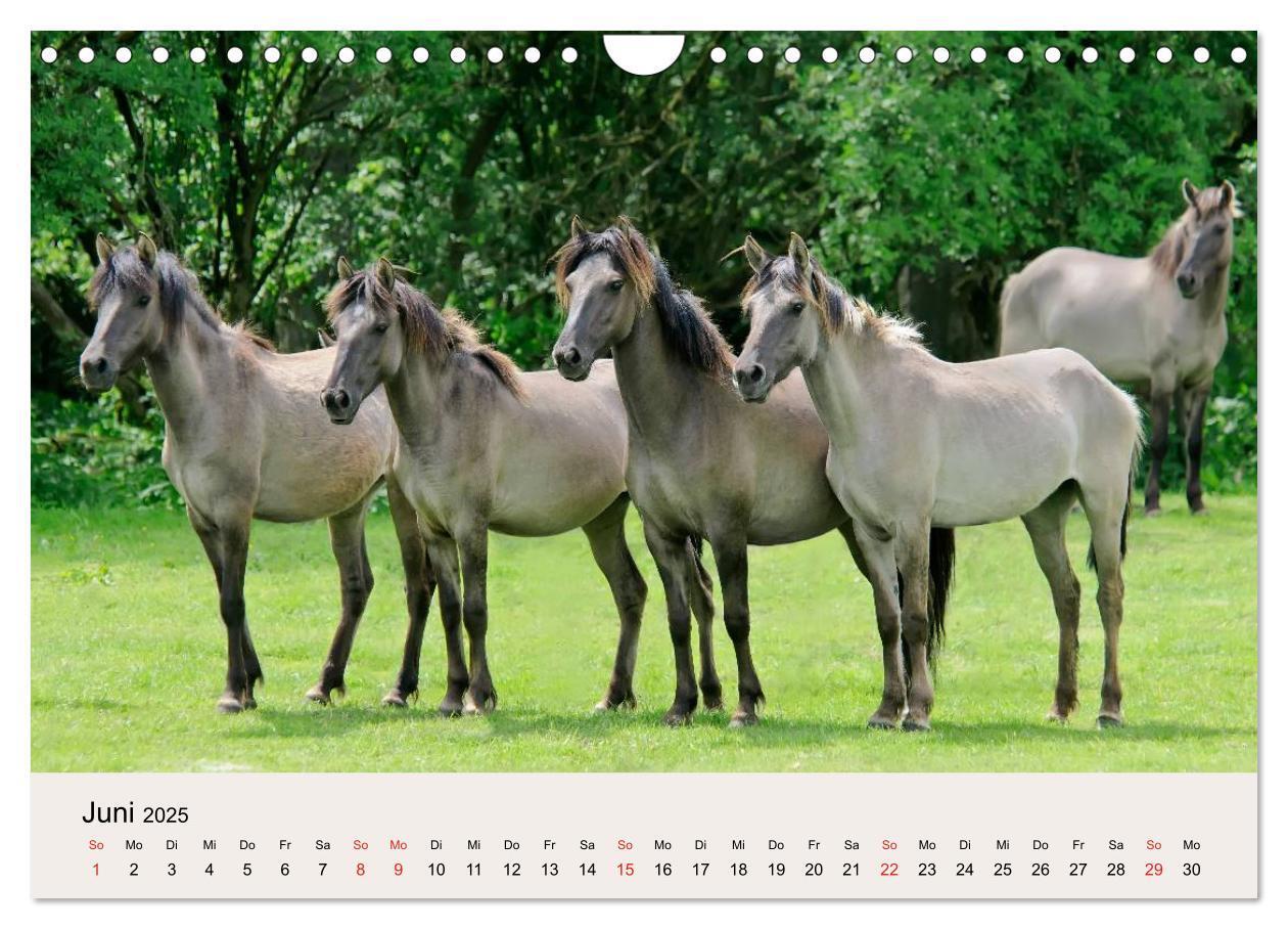 Bild: 9783435824762 | Dülmener Wildpferde (Wandkalender 2025 DIN A4 quer), CALVENDO...