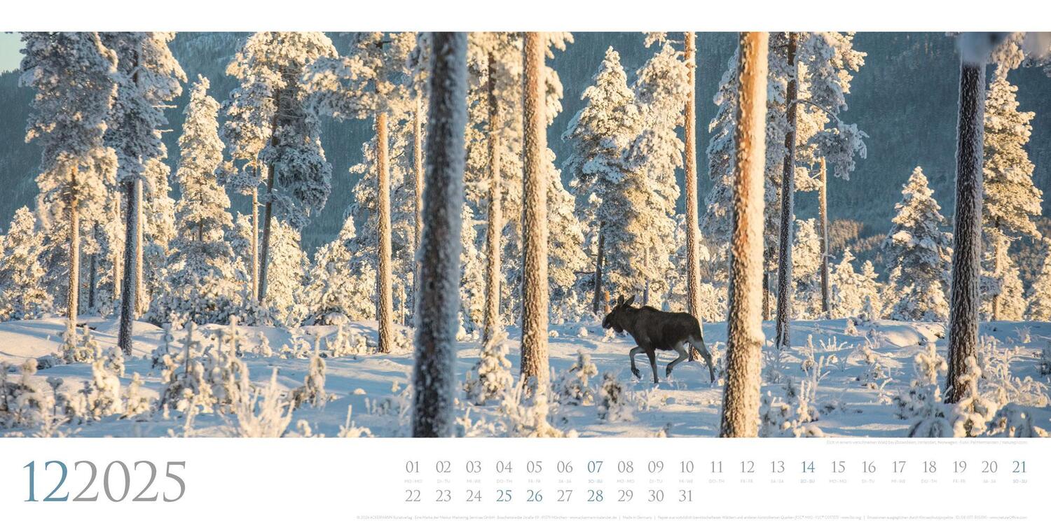 Bild: 9783838425597 | Wilde Wälder Kalender 2025 | Ackermann Kunstverlag | Kalender | 14 S.