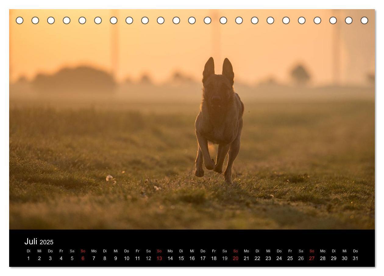 Bild: 9783435633012 | Belgische Schäferhunde - Der Malinois im Licht (Tischkalender 2025...