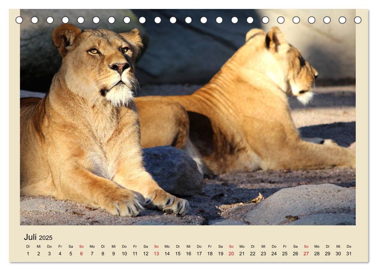 Bild: 9783435756759 | Löwen im Tierpark Hagenbeck (Tischkalender 2025 DIN A5 quer),...