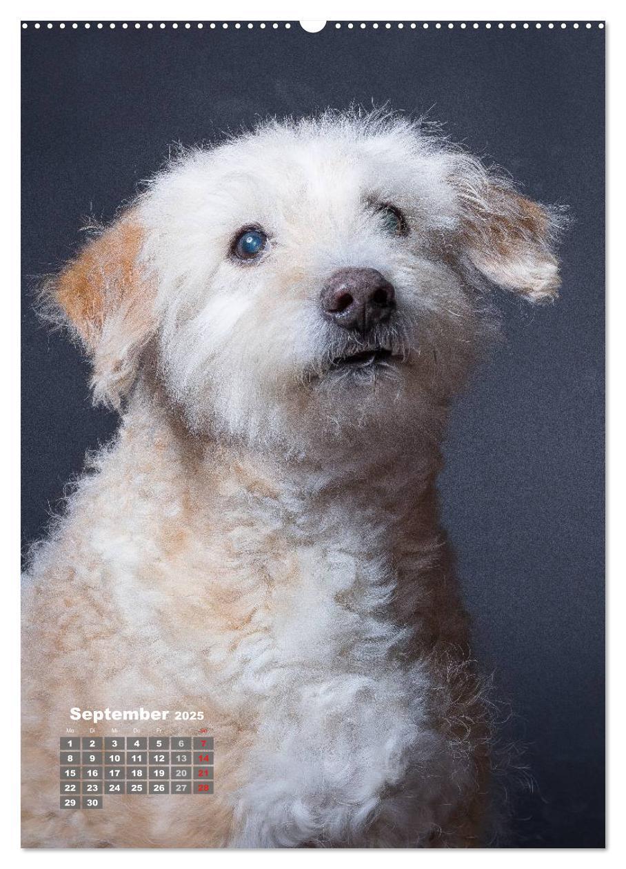 Bild: 9783457009321 | Treue Wegbegleiter, Hunde im Portrait. (Wandkalender 2025 DIN A2...