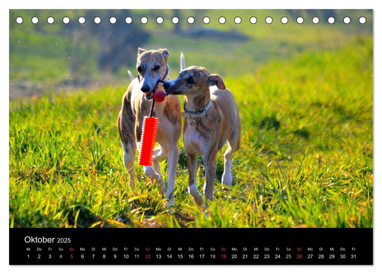 Bild: 9783435629909 | Whippets in Aktion (Tischkalender 2025 DIN A5 quer), CALVENDO...