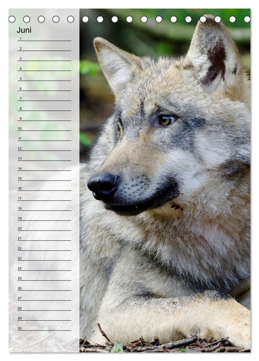 Bild: 9783435882335 | Der Wolf - Isegrim in den heimischen Wäldern - Kalender 2025...