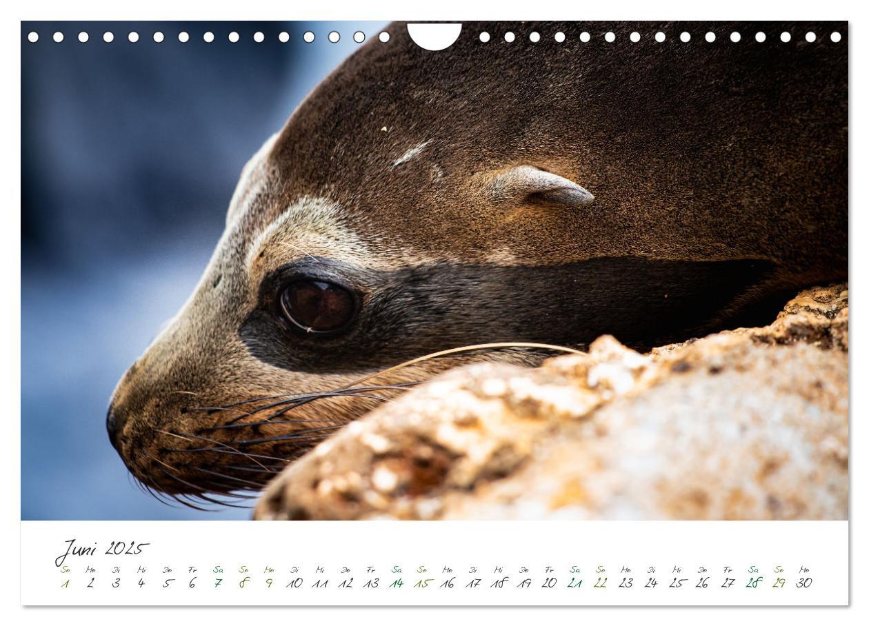 Bild: 9783383854200 | Wildes Galapagos - Die Tiere der Galapagos Inseln (Wandkalender...