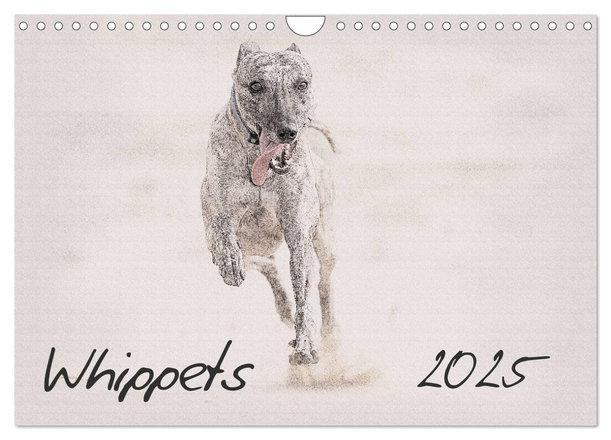 Cover: 9781325992690 | Whippets 2025 (Wall Calendar 2025 DIN A4 landscape), CALVENDO 12...